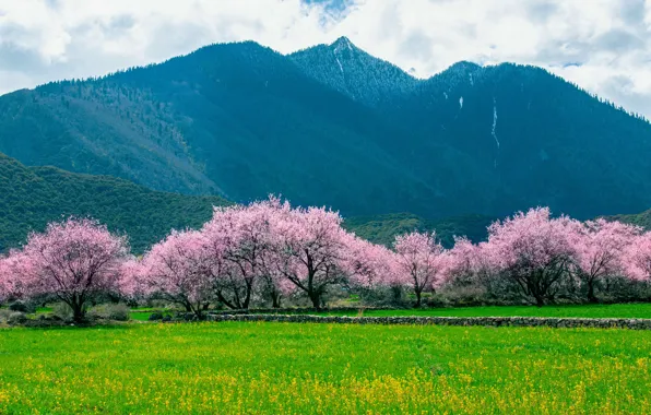 Field, trees, mountains, spring, garden, Sakura, meadow, Asia