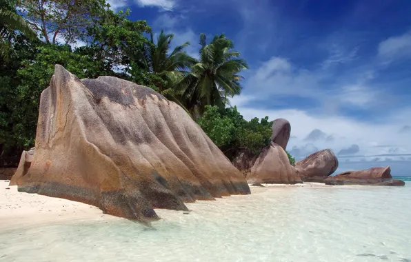 Picture tropics, palm trees, shore, Stones