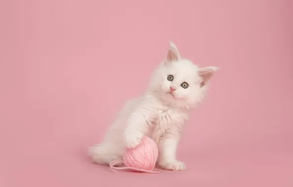 Cat, white, look, tangle, pose, kitty, legs, thread