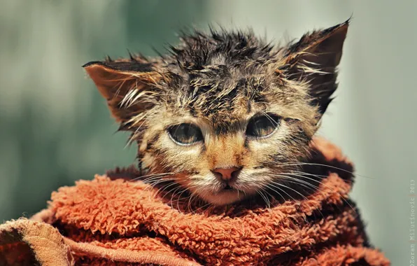 Picture wet, towel, kitty, ruffled, by Zoran Milutinovic