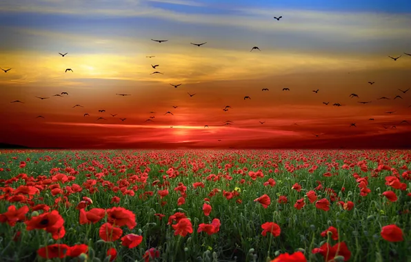 Sunset, flowers, birds, Maki, pack, the evening, poppy field