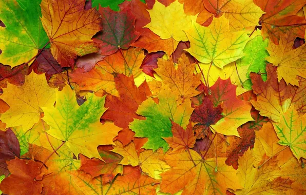 Autumn, leaves, background, colorful, maple, background, autumn, leaves