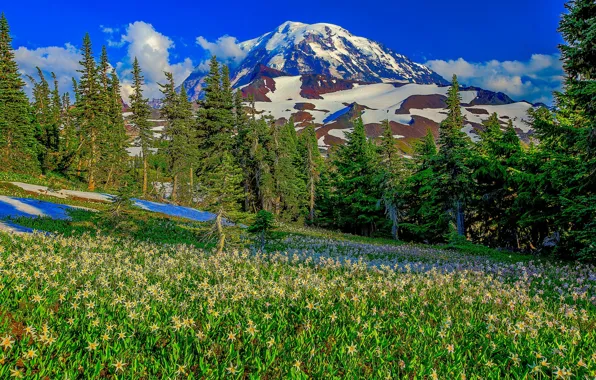 Picture grass, snow, trees, mountains, slope, meadow, USA, Washington
