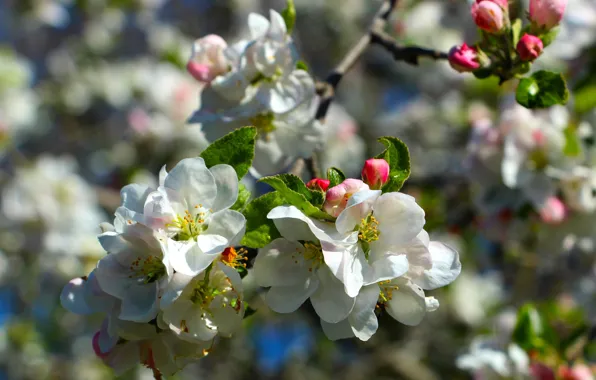 Light, flowers, branch, spring, pink, white, Apple, buds