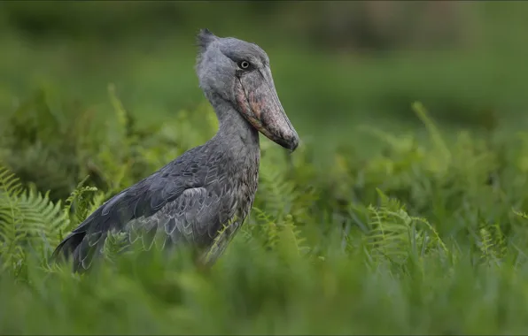 Animals, bird, Africa, wonder