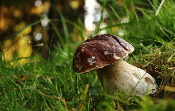 Autumn, forest, nature, White mushroom