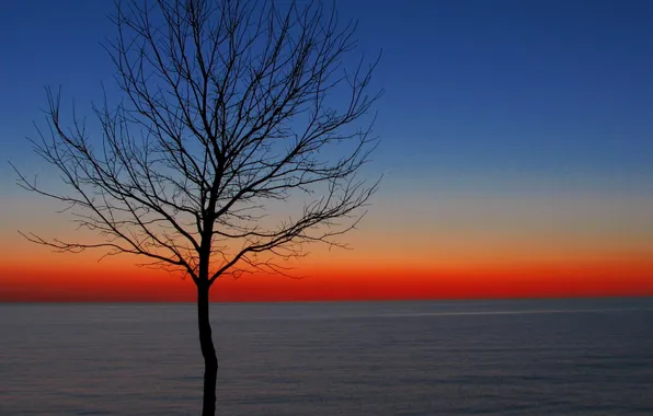 Sea, the sky, sunset, tree, horizon, glow