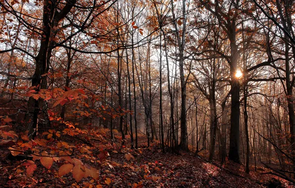 Picture forest, leaves, the sun, trees, the evening, forest, trees, leaves