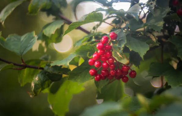 Berries, Bush, red, Kalina