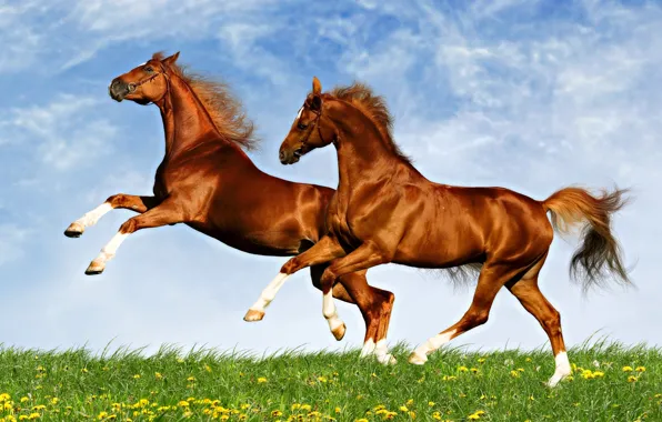 Picture field, animals, the sky, horse