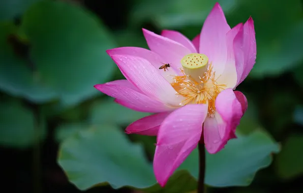 Flower, leaves, drops, macro, flowers, nature, green, Rosa