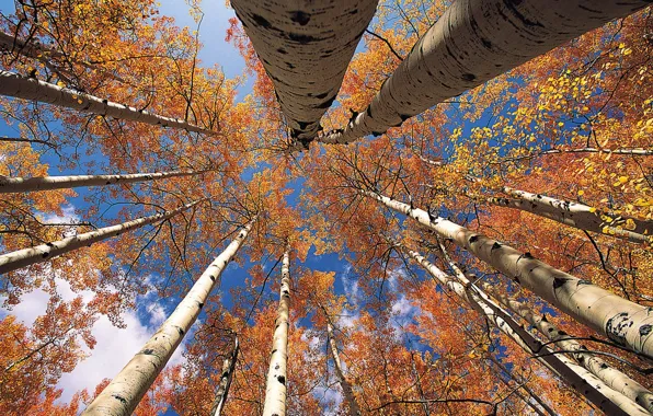 Autumn, the sky, leaves, trees, trunk, crown, aspen