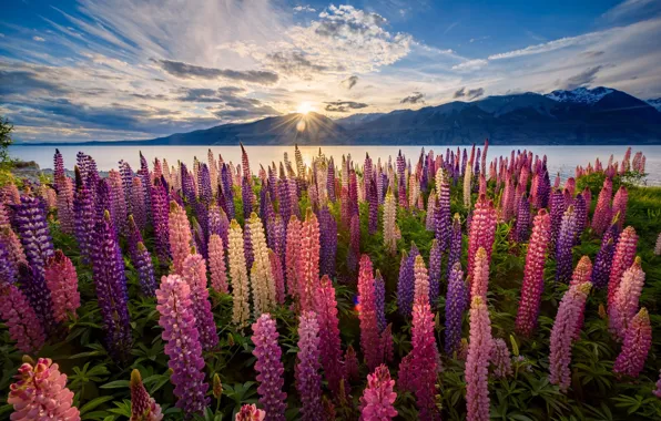 The sun, light, flowers, New Zealand
