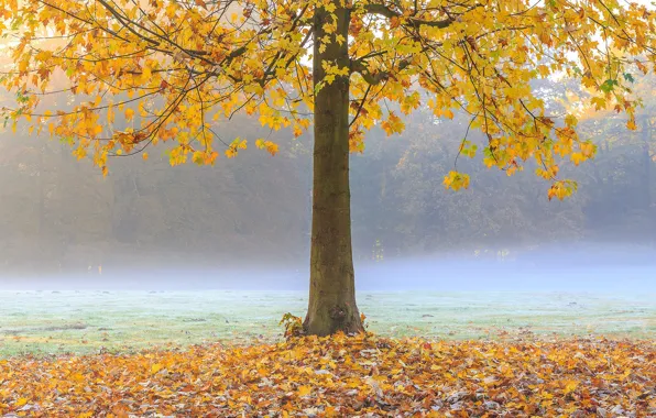 Wallpaper leaves, autumn, trees