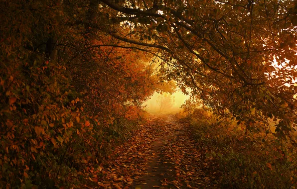 Road, autumn, forest, light, trees, branches, nature, fog