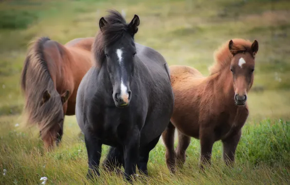 Picture field, animals, nature, horses, horse