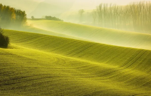 Autumn, light, nature, fog, field, morning, haze