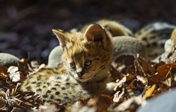 Cat, leaves, baby, cub, kitty, Serval, ©Tambako The Jaguar