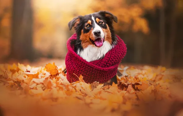 Autumn, each, dog