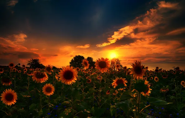 Nature, sunset, sunflowers