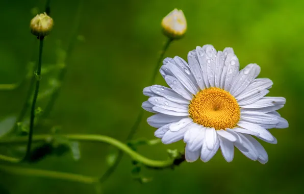 Flower, drops, Daisy, stem, white, green background, bokeh, leucanthemum