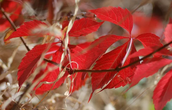Picture autumn, leaves, nature, branch, the crimson