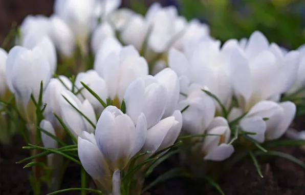 Macro, joy, flowers, nature, tenderness, beauty, plants, spring