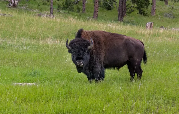 Picture animal, wildlife, buffalo, bison, white bisons, Plains bison