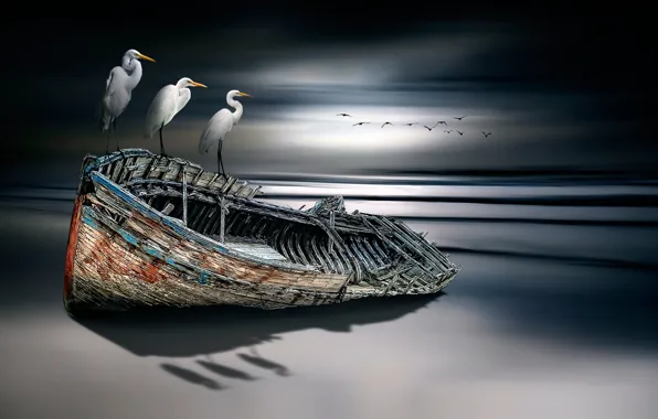 Birds, boat, fine art