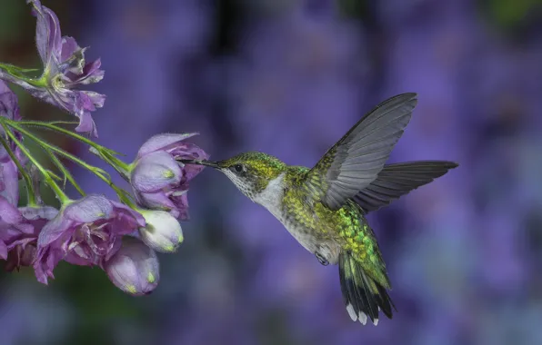 Flight, flowers, background, lilac, wings, Hummingbird, bird, stroke