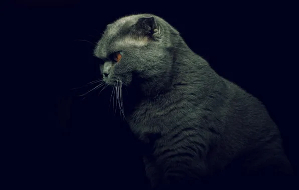 Cat, Koshak, Cat, pet, Kisya