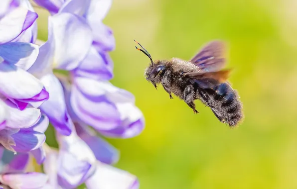 Macro, flight, flowers, bee, petals, insect, green background, lilac