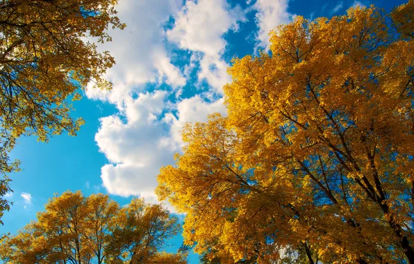 Picture autumn, the sky, leaves, clouds, trees, crown
