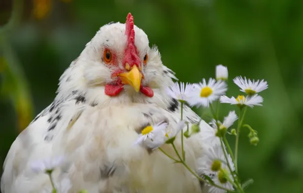 Nature, chicken, village, Pets