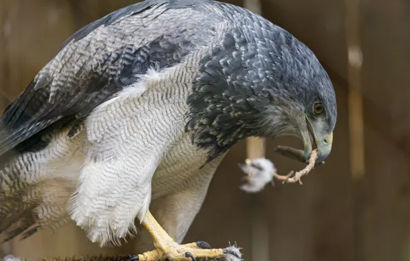 Bird, predator, Buzzard
