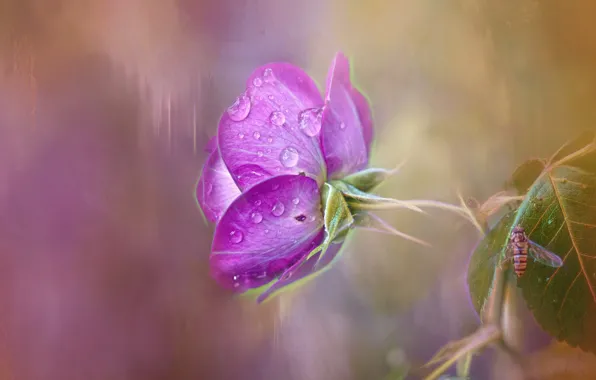 Drops, rose, insect, lilac