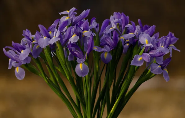 Picture flowers, petals, irises