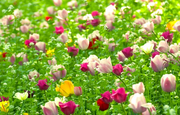 Field, flowers, nature, plants, spring, Tulips