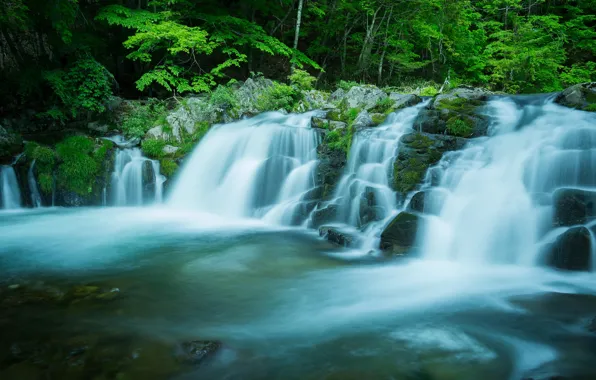 Forest, summer, water, trees, branches, stones, waterfall, stream
