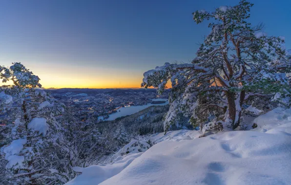 Winter, snow, trees, lake, dawn, morning, the snow, pine