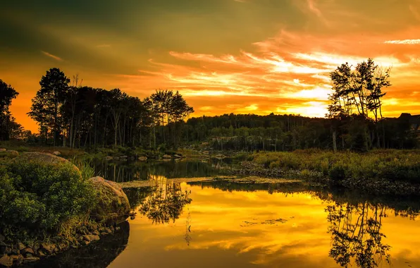 Forest, sunset, lake, reflection, gold