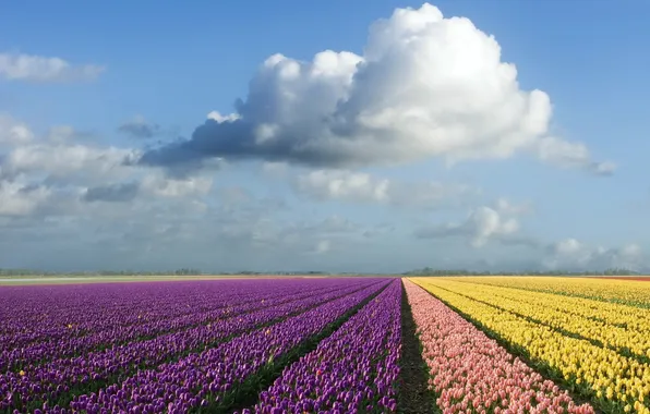 Picture field, the sky, color, clouds, tulips