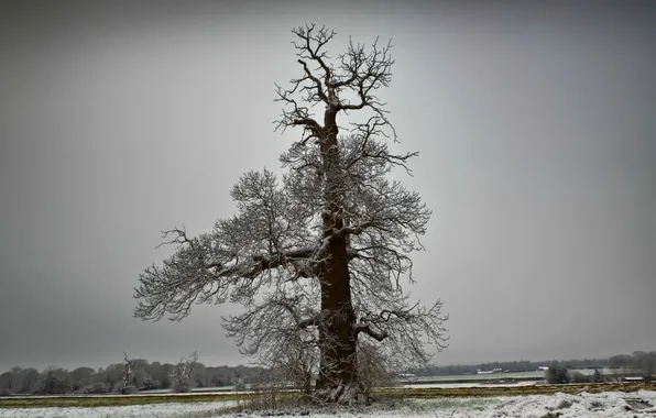 Winter, field, trees