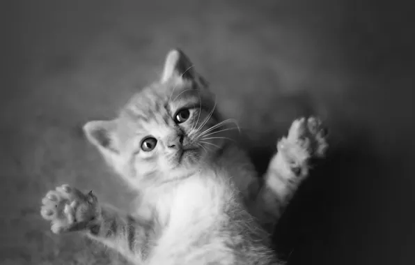 Picture animals, black and white, cats, cute, kittens