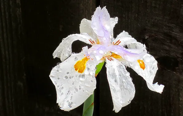 Flower, drops, macro, Rosa, petals, stem, iris