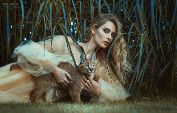 Picture grass, look, girl, pose, hair, dress, wild cat, Caracal