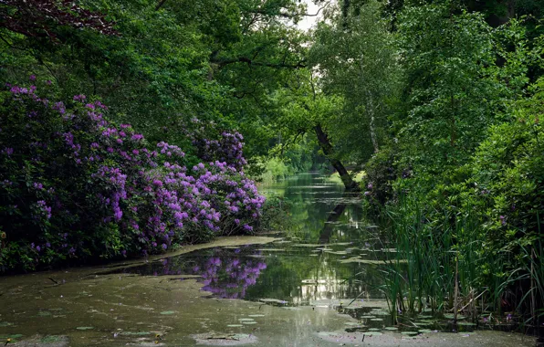 Picture greens, trees, flowers, pond, Park, reed, Netherlands, the bushes