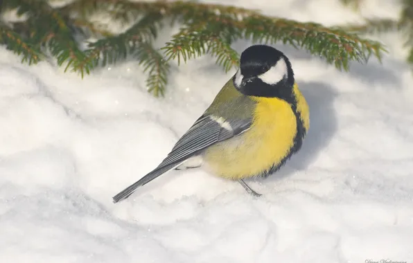 Winter, birds, nature, tit, photohunt