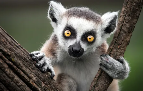 Picture nature, monkey, Ring-Tailed Lemur