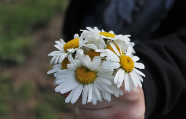 Yellow, White, Summer, Chamomile